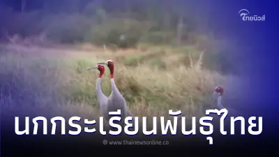 เขตห้ามล่าสัตว์ป่าอ่างเก็บน้ำสนามบิน พบนกกระเรียนพันธุ์ไทยมาวางไข่