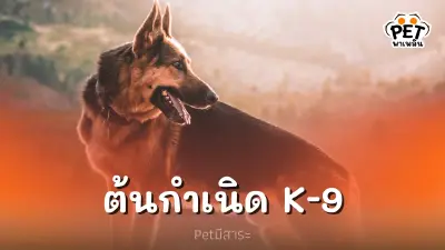 ต้นกำเนิด ฮีโร่ 4 ขา สุนัขตำรวจ เค-ไนน์ (K-9) ต้นกำเนิด ฮีโร่ 4 ขา สุนัขตำรวจ เค-ไนน์ (K-9)
