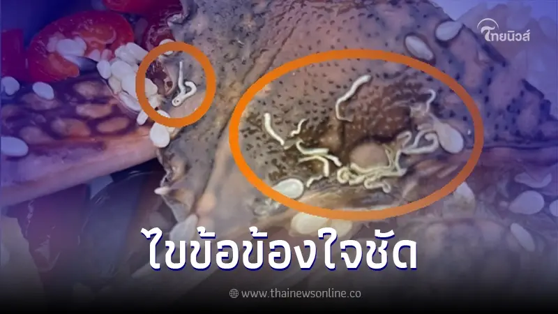 อ.เจษฎา ช่วยตอบข้อสงสัย เส้นขาวๆ คล้ายหนอน บนกระดองปู คือตัวอะไร อ.เจษฎา ช่วยตอบข้อสงสัย เส้นขาวๆ คล้ายหนอน บนกระดองปู คือตัวอะไร