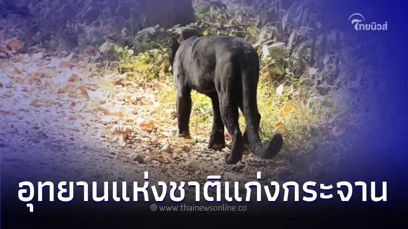 พบ "เสือดำ" ทางขึ้นพะเนินทุ่ง อุทยานแห่งชาติแก่งกระจาน