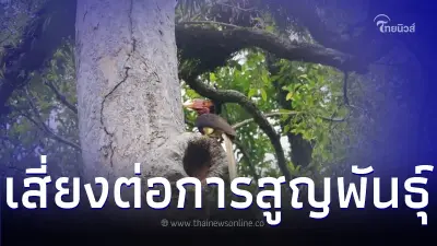 เปิดภาพ "นกชนหิน" นกที่อยู่ในสถานภาพเสี่ยงต่อการสูญพันธุ์