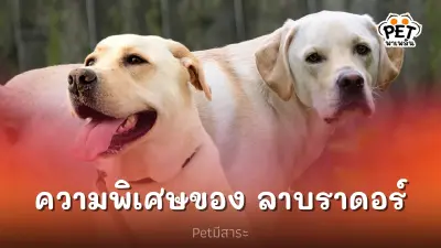 ความพิเศษของสุนัข ลาบราดอร์ รีทรีฟเวอร์ ที่คุณอาจไม่รู้ ความพิเศษของสุนัข ลาบราดอร์ รีทรีฟเวอร์ ที่คุณอาจไม่รู้