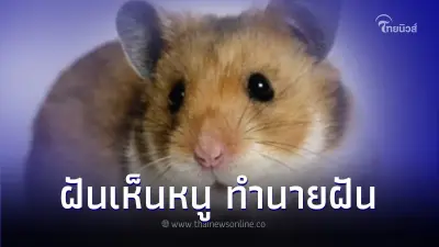 ฝันเห็นหนู ทำนายฝันหมายความว่าอะไร พร้อมส่องเลขเด็ดงวดนี้ ฝันเห็นหนู ทำนายฝันหมายความว่าอะไร พร้อมส่องเลขเด็ดงวดนี้