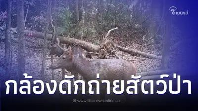 อช.ศรีพังงา เปิดกล้องดักถ่ายพบสัตว์ป่าหายากหลายชนิด