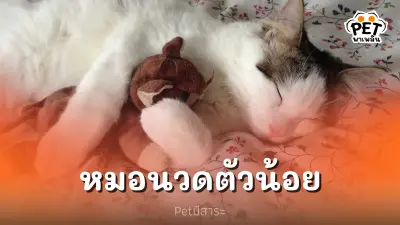 ฉันไม่ใช่แมว ฉันเป็นหมอนวด ทำไมแมวชอบนวดของนุ่มนิ่ม