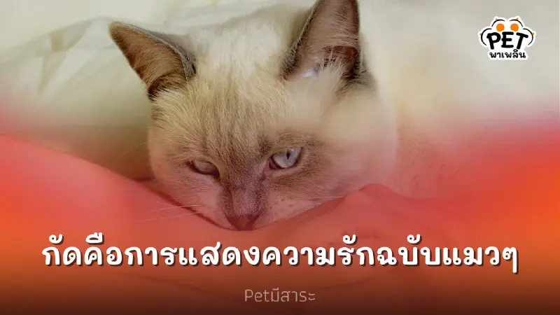 การกัดคือการแสดงความรักและห่วงใยฉบับแมวๆ