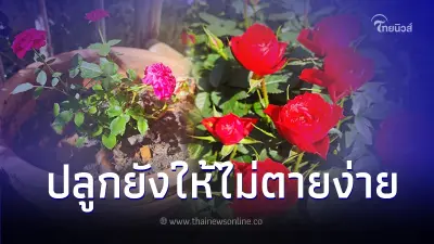 เคล็ดลับปลูกดอกกุหลาบ ให้ต้นแข็งแรงออกดอกสวยตลอดปี ไม่กลัวตายง่าย