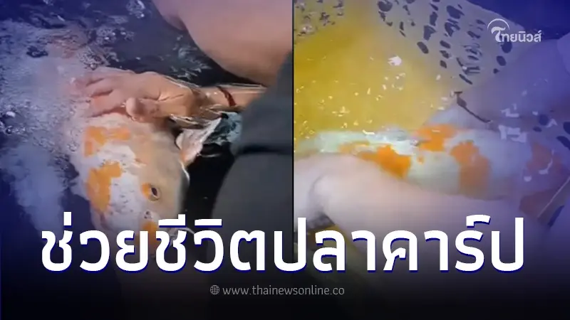 ชาวเน็ตน้ำตาซึม หนุ่มพยายามคืนชีพปลาคาร์ป หายใจรวยริน ชาวเน็ตน้ำตาซึม หนุ่มพยายามคืนชีพปลาคาร์ป หายใจรวยริน