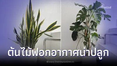 5 ต้นไม้ฟอกอากาศ ที่ควรหามาปลูกไว้ในบ้าน