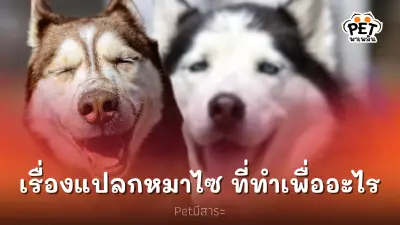 8 เรื่องแปลกของหมาไซบีเรียน ที่นุดงงว่าทำเพื่ออะไร 8 เรื่องแปลกของหมาไซบีเรียน ที่นุดงงว่าทำเพื่ออะไร