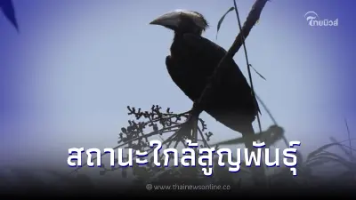 “นกเงือกดำ” นักปลูกป่าแห่งผืนป่าชายแดนใต้