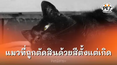 แมวดำ แมวที่ถูกตัดสินด้วยสีตั้งแต่เกิด
