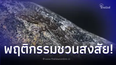 นักวิจัยจีน พบ 'ตุ๊กแก' พันธุ์ใหม่ มีพฤติกรรมชวนสงสัย