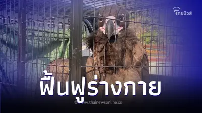 ส่งตัวแร้งดำหิมาลัย พักฟื้นต่อที่หน่วยฟื้นฟูนกล่าเหยื่อ