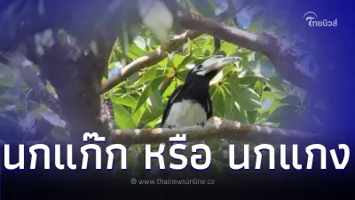 ชมภาพความสวยงาม นกแก๊ก หรือ นกแกง  รับวันนกแห่งชาติ