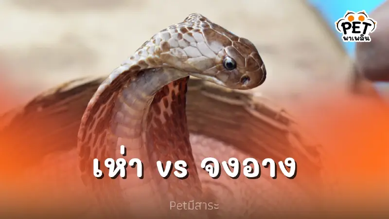 งูเห่า vs งูจงอาง 2 งูพิษ ใครอันตรายกว่า งูเห่า vs งูจงอาง 2 งูพิษ ใครอันตรายกว่า