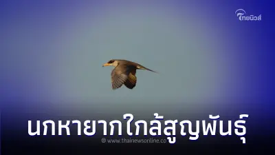 "นกนางนวลแกลบแม่น้ำ" นกหายากใกล้สูญพันธุ์