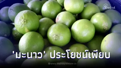 "มะนาว" เปรี้ยวจี๊ดสารพัดประโยชน์ เห็นลูกเล็กๆแต่สรรพคุณเกินคาด "มะนาว" เปรี้ยวจี๊ดสารพัดประโยชน์ เห็นลูกเล็กๆแต่สรรพคุณเกินคาด