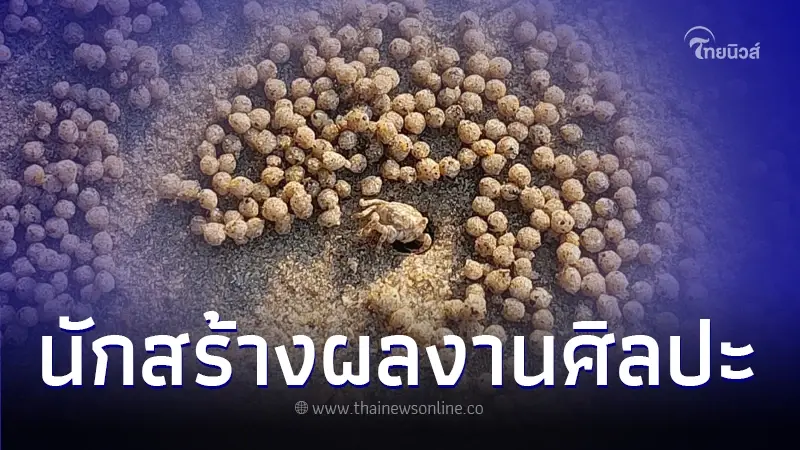 "ปูปั้นทราย"สุดยอดนักสร้างผลงานศิลปะตัวน้อยแห่งหาดทราย "ปูปั้นทราย"สุดยอดนักสร้างผลงานศิลปะตัวน้อยแห่งหาดทราย