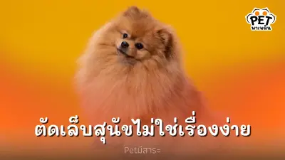 การตัดเล็บสุนัข จะตัดได้ไหม น้องจะเจ็บไหม การตัดเล็บสุนัข จะตัดได้ไหม น้องจะเจ็บไหม