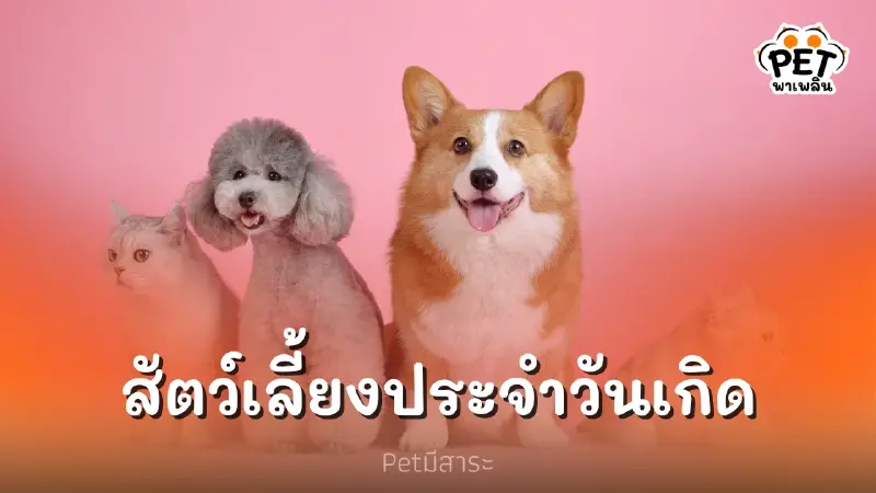 เกิดวันนี้สัตว์เลี้ยงอะไรเหมาะกับเรา เกิดวันนี้สัตว์เลี้ยงอะไรเหมาะกับเรา