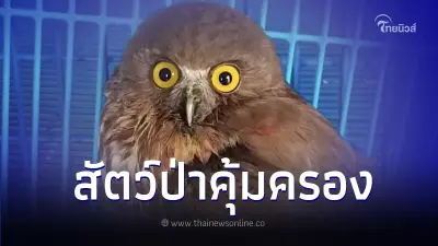 ช่วยนกเค้าเหยี่ยวบาดเจ็บทำให้ไม่สามารถบินได้