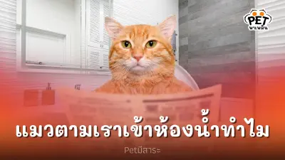 เพราะอะไรแมวถึงชอบตามเราเข้าไปในห้องน้ำ