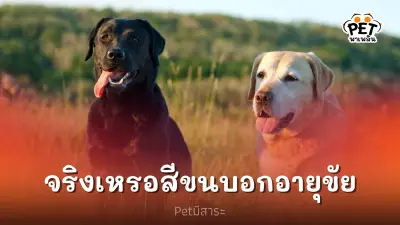 สีขนบอกอายุขัยของสุนัขได้จริงหรือไม่ สีขนบอกอายุขัยของสุนัขได้จริงหรือไม่