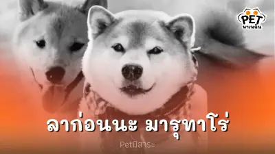 มารุทาโร่ สุนัขที่มีผู้ติดตามเยอะที่สุดในโลกกลับดาวหมาแล้ว