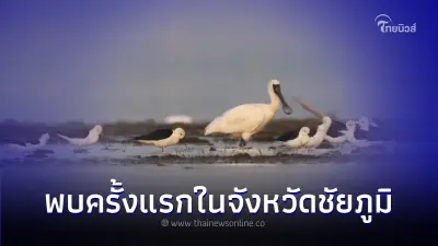 เปิดภาพ "นกปากช้อนหน้าดำ" นกหายากที่บึงละหาน