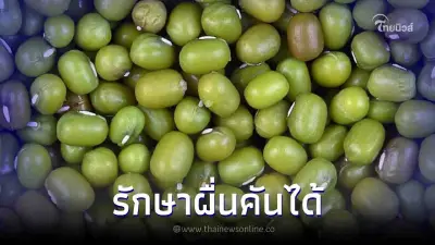 ความจริงกระจ่าง "ถั่วเขียว" รักษาผื่นคันได้ แต่ไม่ใช่กับผื่นทั้งหมด ความจริงกระจ่าง "ถั่วเขียว" รักษาผื่นคันได้ แต่ไม่ใช่กับผื่นทั้งหมด