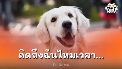 หมา แมว เขาจะคิดถึงเราบ้างไหม เวลาที่เราหายไปนานๆ หมา แมว เขาจะคิดถึงเราบ้างไหม เวลาที่เราหายไปนานๆ