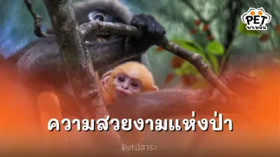 ค่างแว่นถิ่นใต้ ความสวยงามแห่งผืนป่า