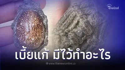 เบี้ยแก้ วัตถุมงคล ตามความเชื่อมีไว้ทำอะไร