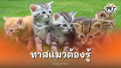 5 อาหารต้องห้ามของน้องแมว ที่ทาสต้องรู้ 5 อาหารต้องห้ามของน้องแมว ที่ทาสต้องรู้