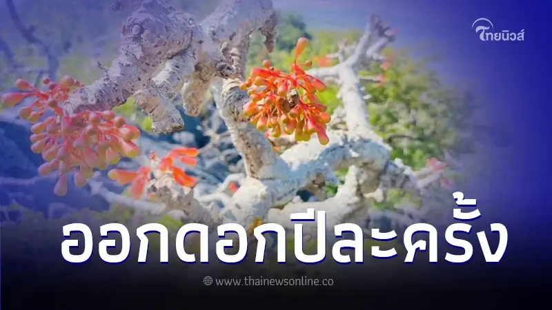 เปิดภาพ "ดอกปอคาว" อายุร้อยปีออกดอกปีละครั้ง