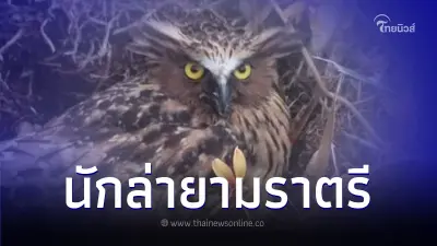"นกทึดทือมลายู” นักล่ายามราตรี ผู้น่ารัก