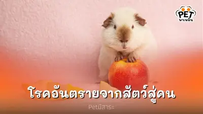 Petมีสาระ EP.1 โรคอันตรายจากสัตว์สู่คน