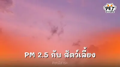 ฝุ่นละออง PM 2.5 สามารถส่งผลกระทบต่อสัตว์เลี้ยง