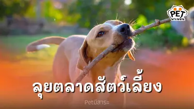 เจาะ ”เบทาโกร” ลุยตลาดสัตว์เลี้ยง สร้างผลิตภัณฑ์แบบครบวงจร