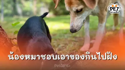 ทำไมน้องหมาชอบเอาของกินที่เราให้ไปฝังดิน