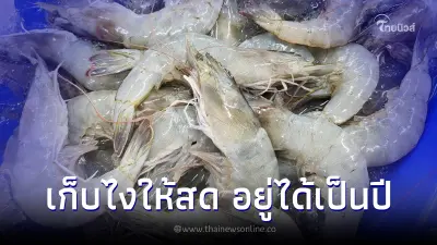 วิธีเก็บรักษากุ้งให้สดนาน อยู่ได้เป็นปีๆ ไม่เน่า ไม่เสีย เนื้อยังอร่อย