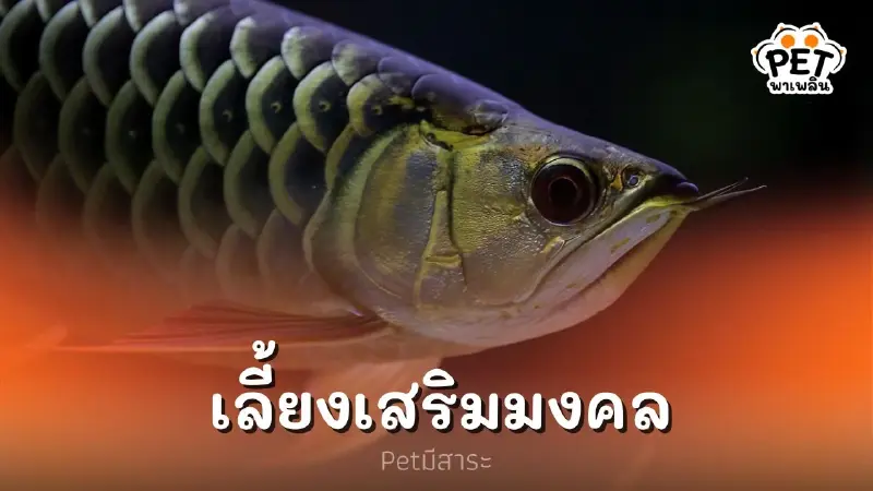 "ปลามังกร" สัตว์เลี้ยงเสริมมงคลปีมังกรทอง 2567 "ปลามังกร" สัตว์เลี้ยงเสริมมงคลปีมังกรทอง 2567