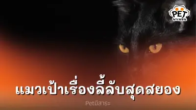 แมวเป้า แมวผี เรื่องราวลี้ลับสุดสยองขวัญ