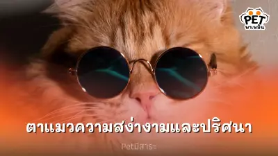 ตาของแมว สัญลักษณ์ของความสง่างามและปริศนา