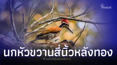 เปิดภาพคู่รักหวานรับวันวาเลนไทน์ “นกหัวขวานสี่นิ้วหลังทอง”