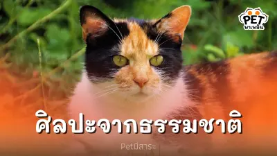 แมวสามสี งานศิลปะจากธรรมชาติบนตัวเจ้า 4 ขา