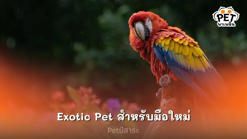 สัตว์เลี้ยง Exotic Pet ที่น่าเลี้ยงสำหรับมือใหม่ สัตว์เลี้ยง Exotic Pet ที่น่าเลี้ยงสำหรับมือใหม่