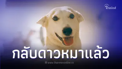 ทาสหมาเศร้า "กลูต้า" เซเลบ 4 ขา แห่งเพจ Gluta Story ไปเป็นนางฟ้าบนสวรรค์แล้ว ทาสหมาเศร้า "กลูต้า" เซเลบ 4 ขา แห่งเพจ Gluta Story ไปเป็นนางฟ้าบนสวรรค์แล้ว
