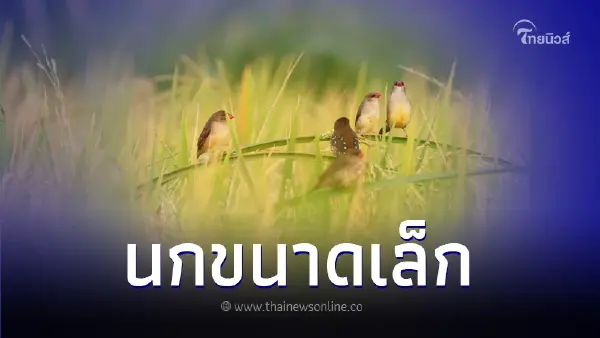 เปิดภาพสุดน่ารัก "นกกระติ๊ดแดง" นกขนาดเล็กสุดน่ารัก